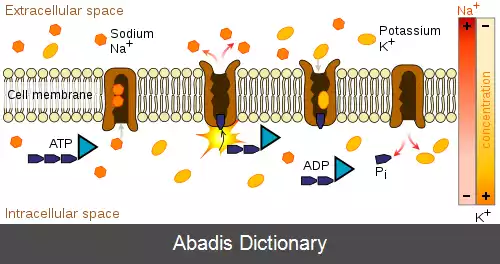 عکس پروتئین انتقال غشاء