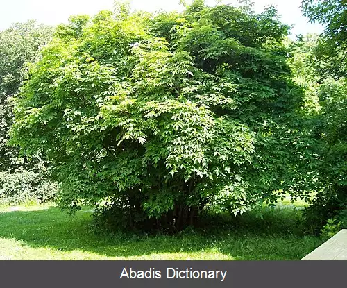 عکس خوشه انگوریان