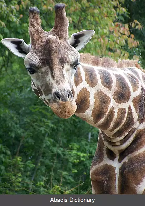 عکس زرافه روتشیلد