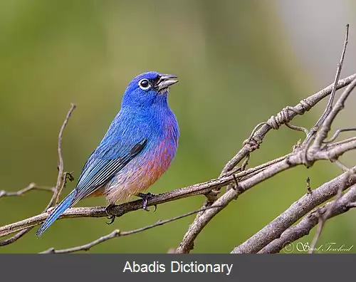 عکس زردپره شکم گلی