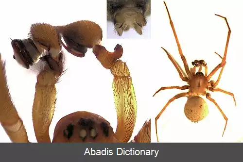 عکس عنکبوت های سرخ وسیاه