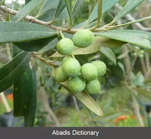 عکس زیتون زنگی