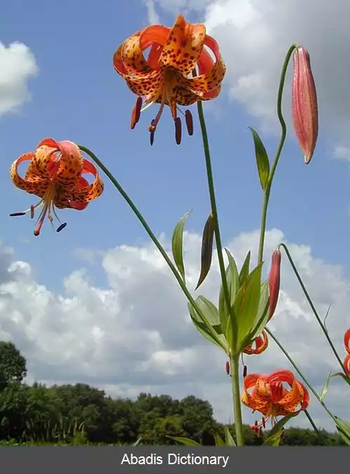 عکس زنبق میشیگان