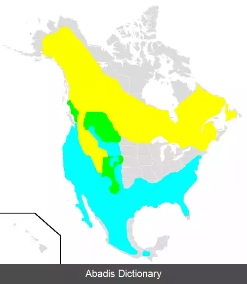 عکس سسک تاج یاقوتی