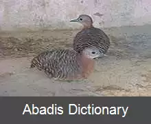 عکس وشم رنگارنگ
