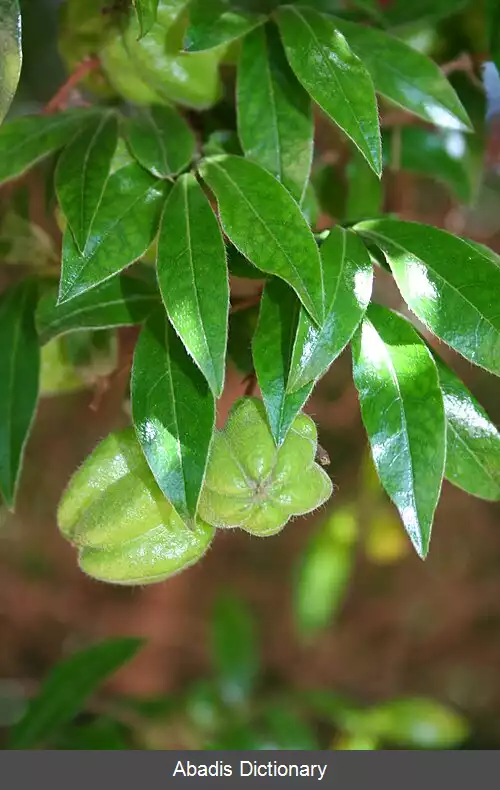 عکس خرمالو دماغه