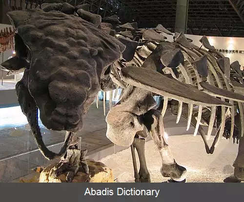 عکس زره پوشان