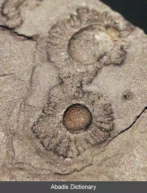 عکس زیواگان فرانس ویلین