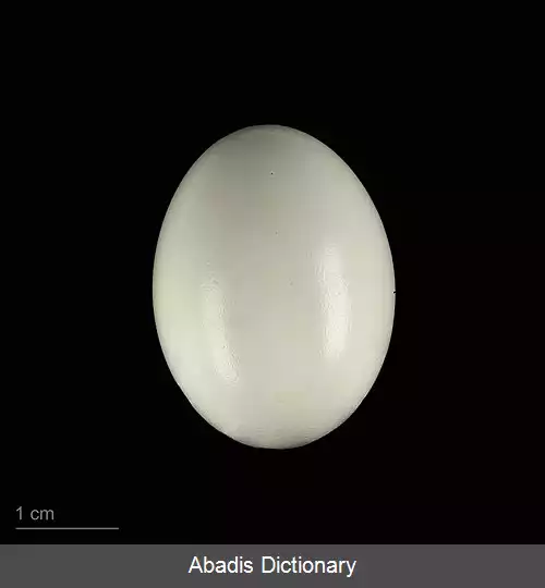 عکس طوطی جاندایا