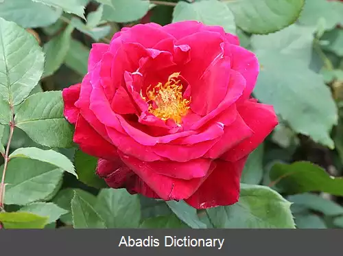 عکس رز آقای لینکلن
