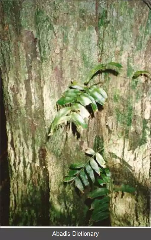 عکس خرمالو خاکستری