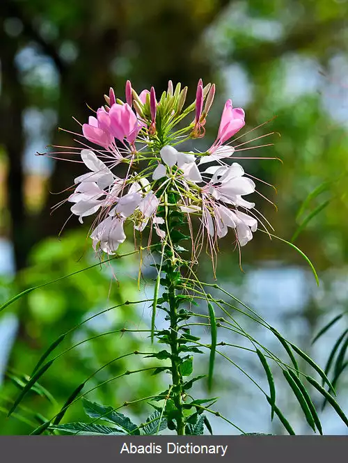 عکس علف مار (سرده)