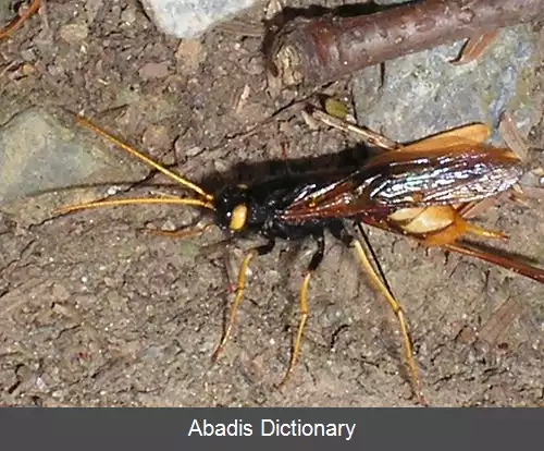 عکس زنبور چوب خوار