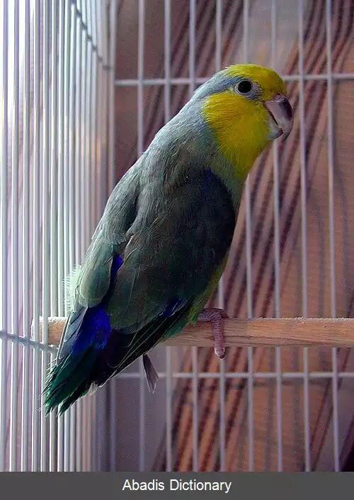 عکس طوطیچه زردچهره