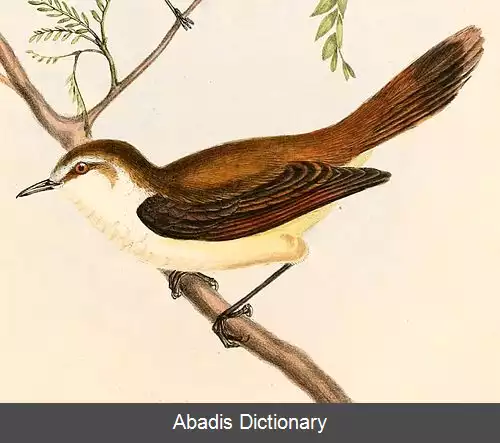 عکس خوش نوای چتهم