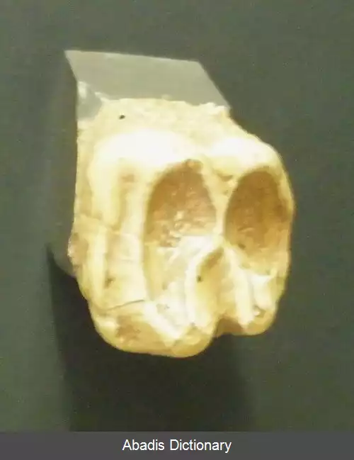 عکس سنگین دد
