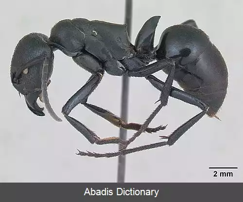 عکس استربلوگناتوس