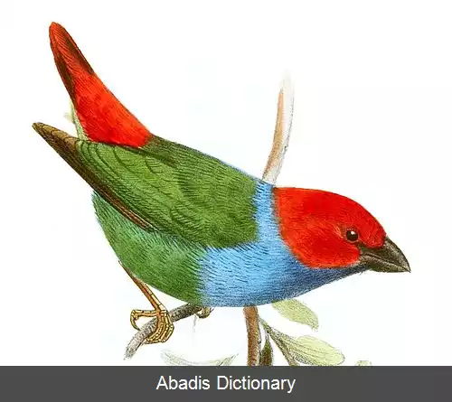 عکس طوطی سهره سرسرخ