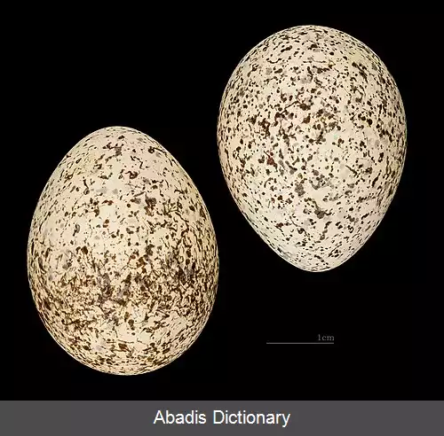 عکس دودوک معمولی