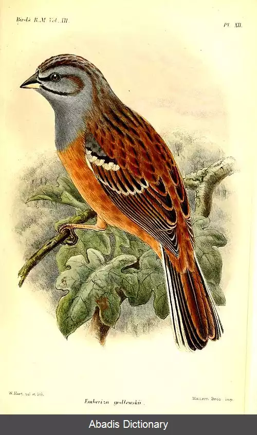 عکس زردپره گودلفسکی