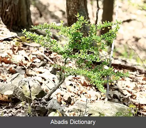 عکس زرشک زینتی