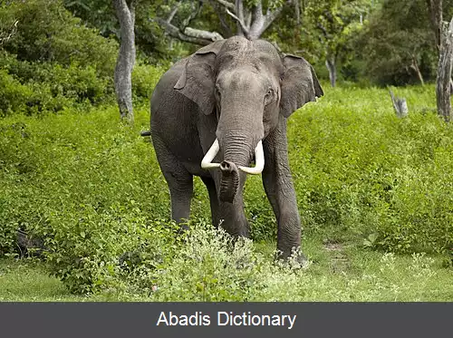 عکس فیل هندی