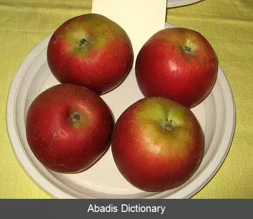 عکس سیب دورنگ