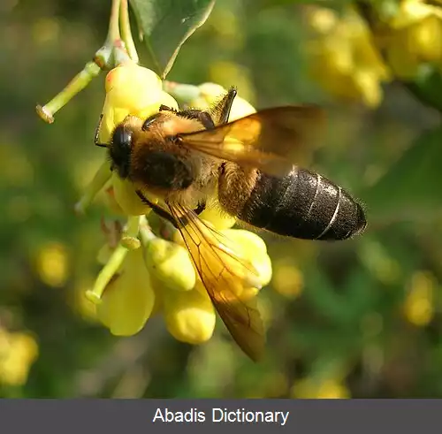 عکس زنبورعسل هیمالیایی