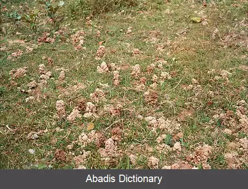 عکس مگاسکولسیده