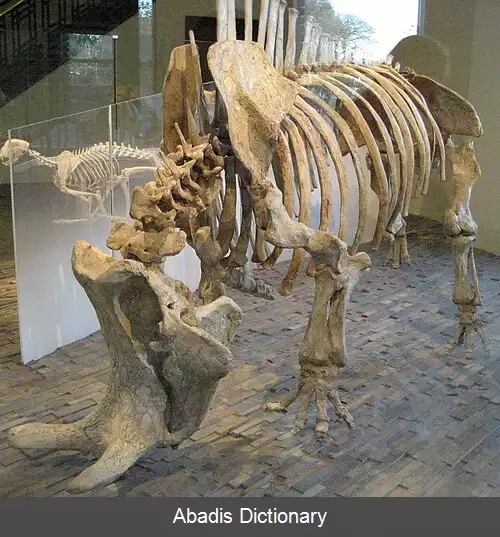 عکس بزرگ شاخ چهره