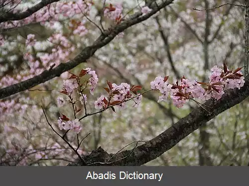 عکس کنروکوئن کوماگای
