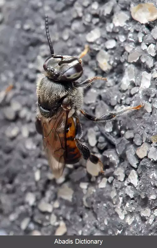 عکس زنبور بدون نیش