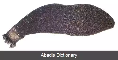 عکس خیار دریایی پرمو