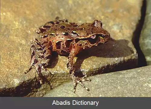 عکس قورباغه کماندار