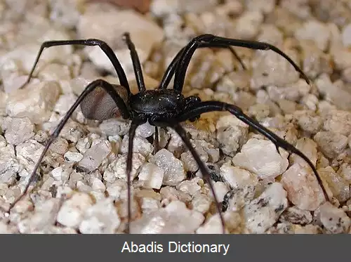 عکس عنکبوت های سیاه غرب