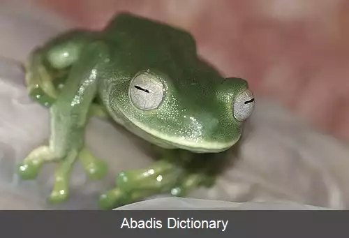 عکس قورباغه درختی پالمر