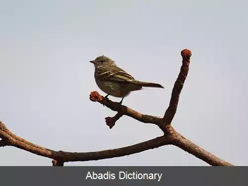 عکس ابروزردک کاکل ساده