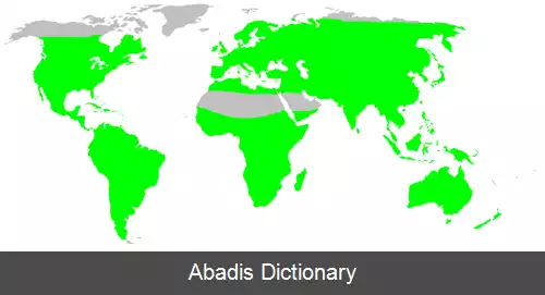 عکس عنکبوت های سیاه گوشی