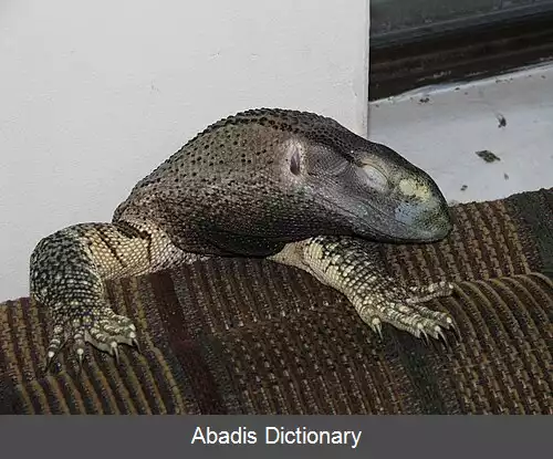 عکس بزمجه گلوسیاه