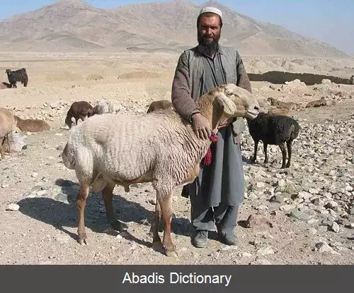 عکس دامپروری در افغانستان