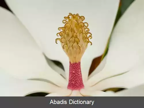 عکس مگنولیای سفید