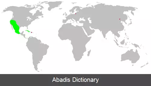 عکس عنکبوت های سیاه غرب