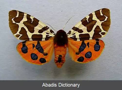 عکس بید ببری