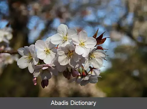 عکس آراشی یاما
