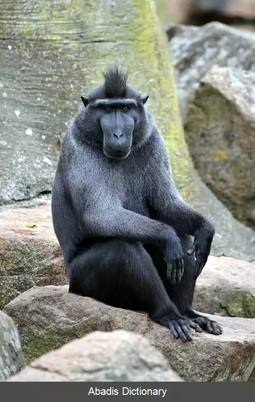 عکس میمون سیاه کاکل دار
