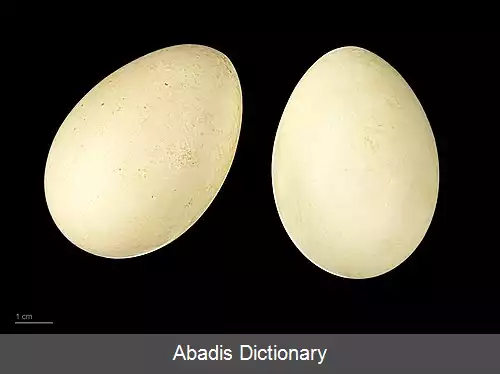 عکس اردک رنگی پوش