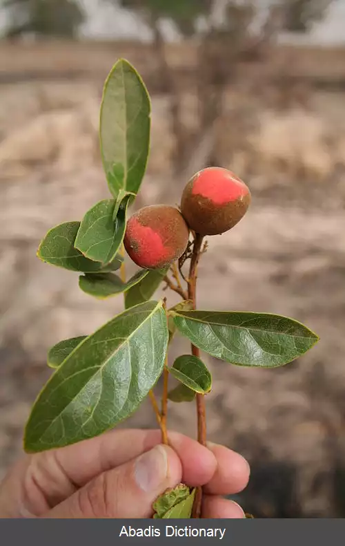 عکس سپیدامرودسانان