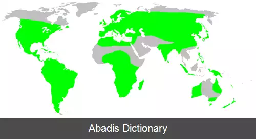 عکس عنکبوت های لوله نشین