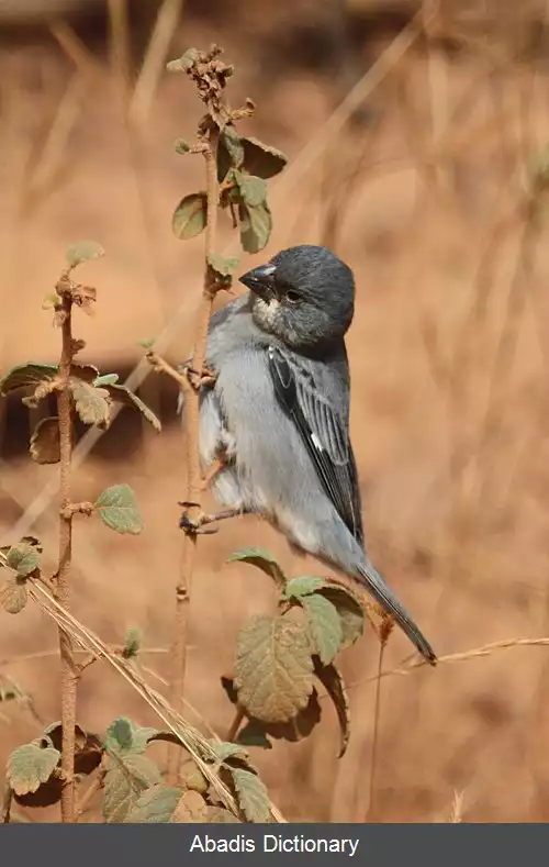 عکس دانه خوار سربی