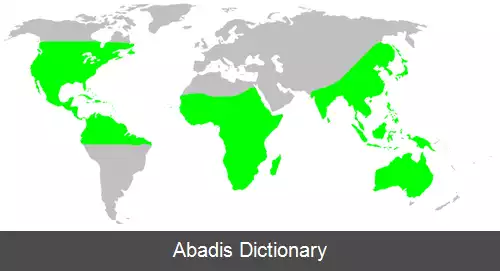 عکس عنکبوت های سرگردان